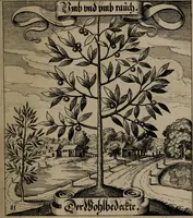 An illustration from Der Fruchtbringenden Geselschaft Nahmen, Vorhaben, Gemählde und Wörter : nach jedes Einnahme ordentlich in Kupfer gestochen, und in achtzeilige Reimgesetze verfasset (1646)