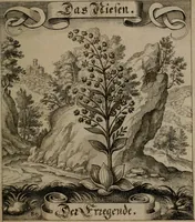 An illustration from Der Fruchtbringenden Geselschaft Nahmen, Vorhaben, Gemählde und Wörter : nach jedes Einnahme ordentlich in Kupfer gestochen, und in achtzeilige Reimgesetze verfasset (1646)