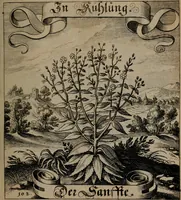 An illustration from Der Fruchtbringenden Geselschaft Nahmen, Vorhaben, Gemählde und Wörter : nach jedes Einnahme ordentlich in Kupfer gestochen, und in achtzeilige Reimgesetze verfasset (1646)