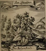 An illustration from Der Fruchtbringenden Geselschaft Nahmen, Vorhaben, Gemählde und Wörter : nach jedes Einnahme ordentlich in Kupfer gestochen, und in achtzeilige Reimgesetze verfasset (1646)
