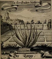 An illustration from Der Fruchtbringenden Geselschaft Nahmen, Vorhaben, Gemählde und Wörter : nach jedes Einnahme ordentlich in Kupfer gestochen, und in achtzeilige Reimgesetze verfasset (1646)