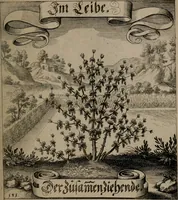 An illustration from Der Fruchtbringenden Geselschaft Nahmen, Vorhaben, Gemählde und Wörter : nach jedes Einnahme ordentlich in Kupfer gestochen, und in achtzeilige Reimgesetze verfasset (1646)