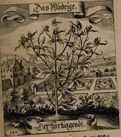 An illustration from Der Fruchtbringenden Geselschaft Nahmen, Vorhaben, Gemählde und Wörter : nach jedes Einnahme ordentlich in Kupfer gestochen, und in achtzeilige Reimgesetze verfasset (1646)