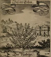 An illustration from Der Fruchtbringenden Geselschaft Nahmen, Vorhaben, Gemählde und Wörter : nach jedes Einnahme ordentlich in Kupfer gestochen, und in achtzeilige Reimgesetze verfasset (1646)