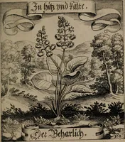 An illustration from Der Fruchtbringenden Geselschaft Nahmen, Vorhaben, Gemählde und Wörter : nach jedes Einnahme ordentlich in Kupfer gestochen, und in achtzeilige Reimgesetze verfasset (1646)