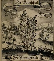 An illustration from Der Fruchtbringenden Geselschaft Nahmen, Vorhaben, Gemählde und Wörter : nach jedes Einnahme ordentlich in Kupfer gestochen, und in achtzeilige Reimgesetze verfasset (1646)