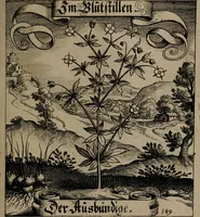 An illustration from Der Fruchtbringenden Geselschaft Nahmen, Vorhaben, Gemählde und Wörter : nach jedes Einnahme ordentlich in Kupfer gestochen, und in achtzeilige Reimgesetze verfasset (1646)