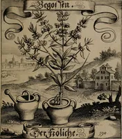 An illustration from Der Fruchtbringenden Geselschaft Nahmen, Vorhaben, Gemählde und Wörter : nach jedes Einnahme ordentlich in Kupfer gestochen, und in achtzeilige Reimgesetze verfasset (1646)