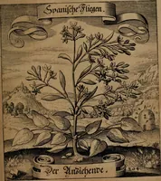 An illustration from Der Fruchtbringenden Geselschaft Nahmen, Vorhaben, Gemählde und Wörter : nach jedes Einnahme ordentlich in Kupfer gestochen, und in achtzeilige Reimgesetze verfasset (1646)