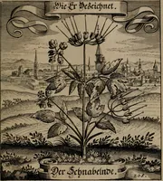 An illustration from Der Fruchtbringenden Geselschaft Nahmen, Vorhaben, Gemählde und Wörter : nach jedes Einnahme ordentlich in Kupfer gestochen, und in achtzeilige Reimgesetze verfasset (1646)