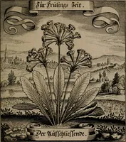 An illustration from Der Fruchtbringenden Geselschaft Nahmen, Vorhaben, Gemählde und Wörter : nach jedes Einnahme ordentlich in Kupfer gestochen, und in achtzeilige Reimgesetze verfasset (1646)