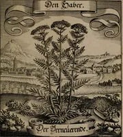 An illustration from Der Fruchtbringenden Geselschaft Nahmen, Vorhaben, Gemählde und Wörter : nach jedes Einnahme ordentlich in Kupfer gestochen, und in achtzeilige Reimgesetze verfasset (1646)