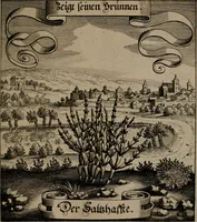 An illustration from Der Fruchtbringenden Geselschaft Nahmen, Vorhaben, Gemählde und Wörter : nach jedes Einnahme ordentlich in Kupfer gestochen, und in achtzeilige Reimgesetze verfasset (1646)