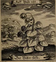 An illustration from Der Fruchtbringenden Geselschaft Nahmen, Vorhaben, Gemählde und Wörter : nach jedes Einnahme ordentlich in Kupfer gestochen, und in achtzeilige Reimgesetze verfasset (1646)