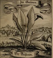 An illustration from Der Fruchtbringenden Geselschaft Nahmen, Vorhaben, Gemählde und Wörter : nach jedes Einnahme ordentlich in Kupfer gestochen, und in achtzeilige Reimgesetze verfasset (1646)