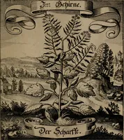An illustration from Der Fruchtbringenden Geselschaft Nahmen, Vorhaben, Gemählde und Wörter : nach jedes Einnahme ordentlich in Kupfer gestochen, und in achtzeilige Reimgesetze verfasset (1646)