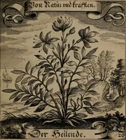 An illustration from Der Fruchtbringenden Geselschaft Nahmen, Vorhaben, Gemählde und Wörter : nach jedes Einnahme ordentlich in Kupfer gestochen, und in achtzeilige Reimgesetze verfasset (1646)