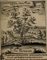 An illustration from Der Fruchtbringenden Geselschaft Nahmen, Vorhaben, Gemählde und Wörter : nach jedes Einnahme ordentlich in Kupfer gestochen, und in achtzeilige Reimgesetze verfasset (1646)