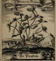 An illustration from Der Fruchtbringenden Geselschaft Nahmen, Vorhaben, Gemählde und Wörter : nach jedes Einnahme ordentlich in Kupfer gestochen, und in achtzeilige Reimgesetze verfasset (1646)