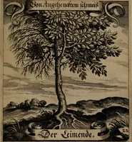 An illustration from Der Fruchtbringenden Geselschaft Nahmen, Vorhaben, Gemählde und Wörter : nach jedes Einnahme ordentlich in Kupfer gestochen, und in achtzeilige Reimgesetze verfasset (1646)