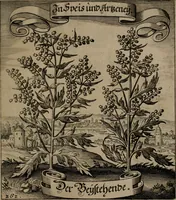 An illustration from Der Fruchtbringenden Geselschaft Nahmen, Vorhaben, Gemählde und Wörter : nach jedes Einnahme ordentlich in Kupfer gestochen, und in achtzeilige Reimgesetze verfasset (1646)