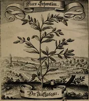 An illustration from Der Fruchtbringenden Geselschaft Nahmen, Vorhaben, Gemählde und Wörter : nach jedes Einnahme ordentlich in Kupfer gestochen, und in achtzeilige Reimgesetze verfasset (1646)