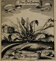 An illustration from Der Fruchtbringenden Geselschaft Nahmen, Vorhaben, Gemählde und Wörter : nach jedes Einnahme ordentlich in Kupfer gestochen, und in achtzeilige Reimgesetze verfasset (1646)