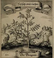 An illustration from Der Fruchtbringenden Geselschaft Nahmen, Vorhaben, Gemählde und Wörter : nach jedes Einnahme ordentlich in Kupfer gestochen, und in achtzeilige Reimgesetze verfasset (1646)