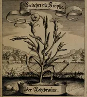 An illustration from Der Fruchtbringenden Geselschaft Nahmen, Vorhaben, Gemählde und Wörter : nach jedes Einnahme ordentlich in Kupfer gestochen, und in achtzeilige Reimgesetze verfasset (1646)