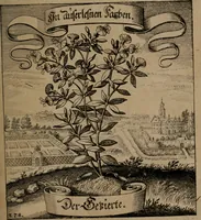 An illustration from Der Fruchtbringenden Geselschaft Nahmen, Vorhaben, Gemählde und Wörter : nach jedes Einnahme ordentlich in Kupfer gestochen, und in achtzeilige Reimgesetze verfasset (1646)