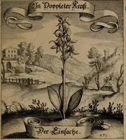 An illustration from Der Fruchtbringenden Geselschaft Nahmen, Vorhaben, Gemählde und Wörter : nach jedes Einnahme ordentlich in Kupfer gestochen, und in achtzeilige Reimgesetze verfasset (1646)