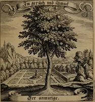 An illustration from Der Fruchtbringenden Geselschaft Nahmen, Vorhaben, Gemählde und Wörter : nach jedes Einnahme ordentlich in Kupfer gestochen, und in achtzeilige Reimgesetze verfasset (1646)