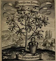 An illustration from Der Fruchtbringenden Geselschaft Nahmen, Vorhaben, Gemählde und Wörter : nach jedes Einnahme ordentlich in Kupfer gestochen, und in achtzeilige Reimgesetze verfasset (1646)