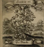 An illustration from Der Fruchtbringenden Geselschaft Nahmen, Vorhaben, Gemählde und Wörter : nach jedes Einnahme ordentlich in Kupfer gestochen, und in achtzeilige Reimgesetze verfasset (1646)