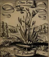 An illustration from Der Fruchtbringenden Geselschaft Nahmen, Vorhaben, Gemählde und Wörter : nach jedes Einnahme ordentlich in Kupfer gestochen, und in achtzeilige Reimgesetze verfasset (1646)