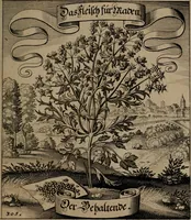 An illustration from Der Fruchtbringenden Geselschaft Nahmen, Vorhaben, Gemählde und Wörter : nach jedes Einnahme ordentlich in Kupfer gestochen, und in achtzeilige Reimgesetze verfasset (1646)