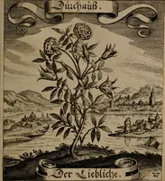 An illustration from Der Fruchtbringenden Geselschaft Nahmen, Vorhaben, Gemählde und Wörter : nach jedes Einnahme ordentlich in Kupfer gestochen, und in achtzeilige Reimgesetze verfasset (1646)
