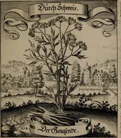 An illustration from Der Fruchtbringenden Geselschaft Nahmen, Vorhaben, Gemählde und Wörter : nach jedes Einnahme ordentlich in Kupfer gestochen, und in achtzeilige Reimgesetze verfasset (1646)