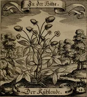 An illustration from Der Fruchtbringenden Geselschaft Nahmen, Vorhaben, Gemählde und Wörter : nach jedes Einnahme ordentlich in Kupfer gestochen, und in achtzeilige Reimgesetze verfasset (1646)