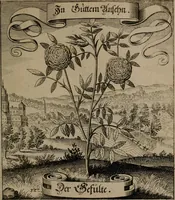 An illustration from Der Fruchtbringenden Geselschaft Nahmen, Vorhaben, Gemählde und Wörter : nach jedes Einnahme ordentlich in Kupfer gestochen, und in achtzeilige Reimgesetze verfasset (1646)