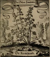 An illustration from Der Fruchtbringenden Geselschaft Nahmen, Vorhaben, Gemählde und Wörter : nach jedes Einnahme ordentlich in Kupfer gestochen, und in achtzeilige Reimgesetze verfasset (1646)