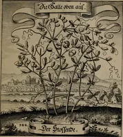 An illustration from Der Fruchtbringenden Geselschaft Nahmen, Vorhaben, Gemählde und Wörter : nach jedes Einnahme ordentlich in Kupfer gestochen, und in achtzeilige Reimgesetze verfasset (1646)