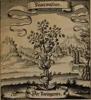 An illustration from Der Fruchtbringenden Geselschaft Nahmen, Vorhaben, Gemählde und Wörter : nach jedes Einnahme ordentlich in Kupfer gestochen, und in achtzeilige Reimgesetze verfasset (1646)
