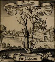 An illustration from Der Fruchtbringenden Geselschaft Nahmen, Vorhaben, Gemählde und Wörter : nach jedes Einnahme ordentlich in Kupfer gestochen, und in achtzeilige Reimgesetze verfasset (1646)