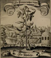 An illustration from Der Fruchtbringenden Geselschaft Nahmen, Vorhaben, Gemählde und Wörter : nach jedes Einnahme ordentlich in Kupfer gestochen, und in achtzeilige Reimgesetze verfasset (1646)