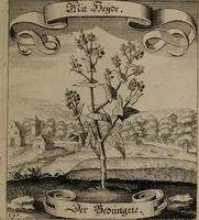 An illustration from Der Fruchtbringenden Geselschaft Nahmen, Vorhaben, Gemählde und Wörter : nach jedes Einnahme ordentlich in Kupfer gestochen, und in achtzeilige Reimgesetze verfasset (1646)