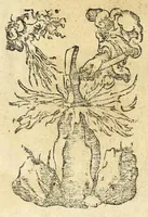 An illustration from Der Horologien, oder Sonnen Vhren, künstliche Beschreibung : wie dieselbigen nach mancherley Ahrt an die Mauren, Wendte, Ebne, sie seyen ligendt, auffgerichtet, schreg, auch auff ronde, aussgehölte vnd sonst aller handt Instrument, auffzüreissen (1579)