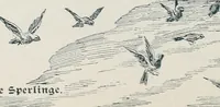 Picture 46 of 117 from Der kommende König .. (1899), leaf 138