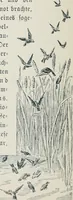 Picture 47 of 117 from Der kommende König .. (1899), leaf 138