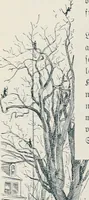 An illustration from Der kommende König .. (1899)